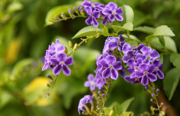 Картинка цветы дуранта фиолетовый