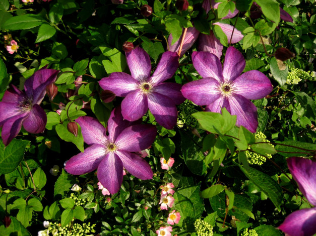 Обои картинки фото цветы, клематис , ломонос, лепестки