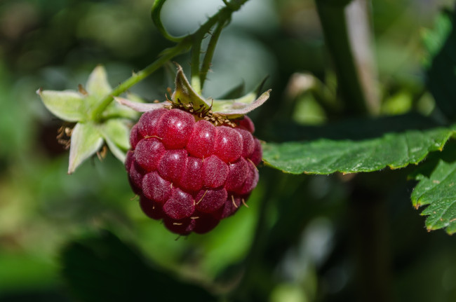 Обои картинки фото природа, Ягоды, малина