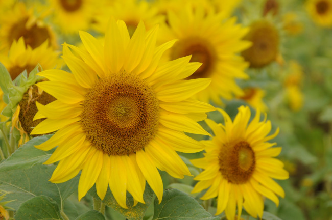 Обои картинки фото цветы, подсолнухи, желтый