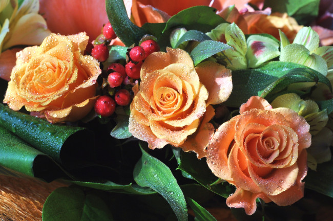 Обои картинки фото цветы, розы, капли