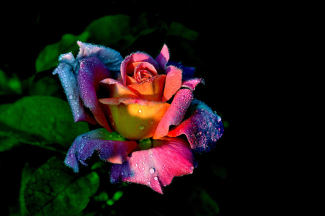 Обои картинки фото цветы, розы, макро