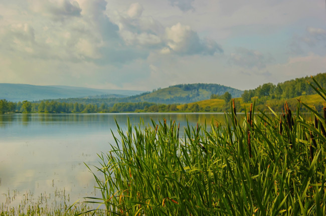 Обои картинки фото природа, реки, озера, камыш
