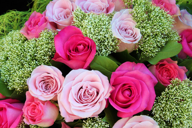 Обои картинки фото цветы, розы