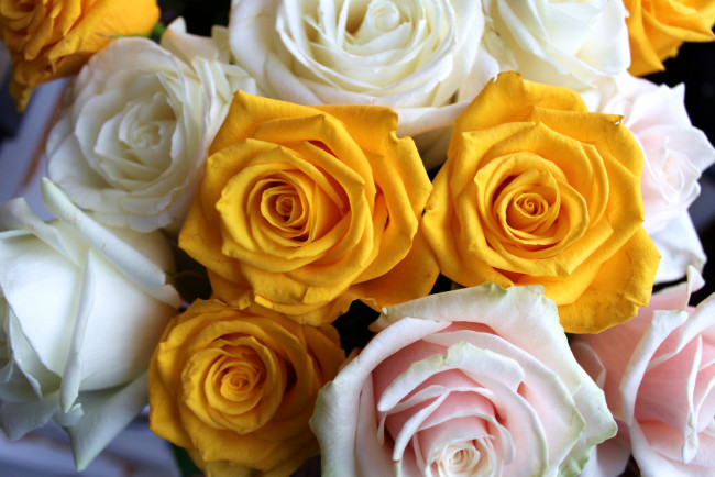 Обои картинки фото цветы, розы, много