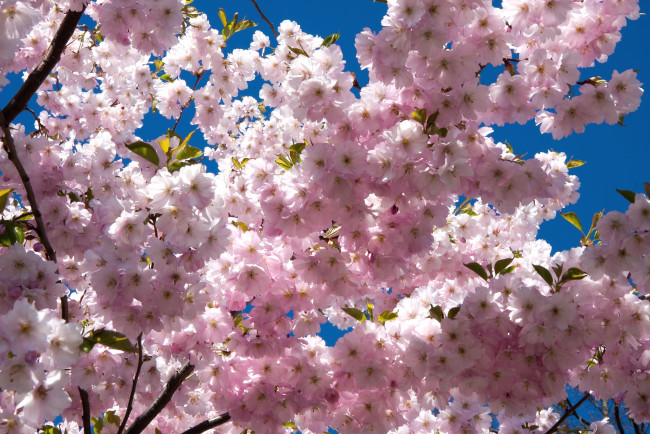 Обои картинки фото цветы, сакура,  вишня, розовый