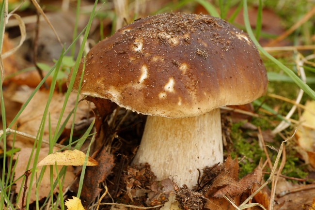 Обои картинки фото природа, грибы, крепыш