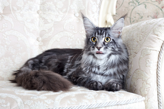 Обои картинки фото животные, коты, мейн-кун