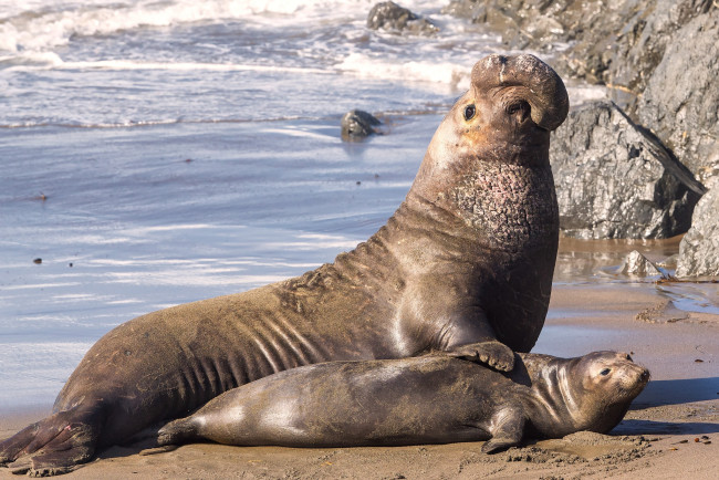 Обои картинки фото животные, морские коровы,  морские слоны, пара
