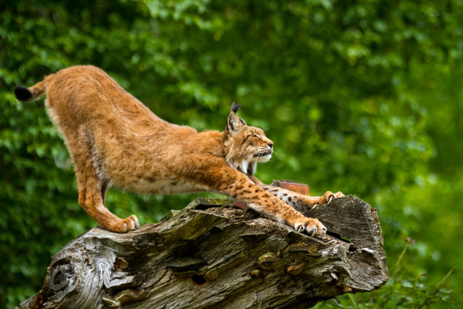 Обои картинки фото животные, рыси, потягушки