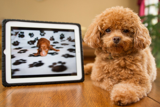 Обои картинки фото животные, собаки, рыжая