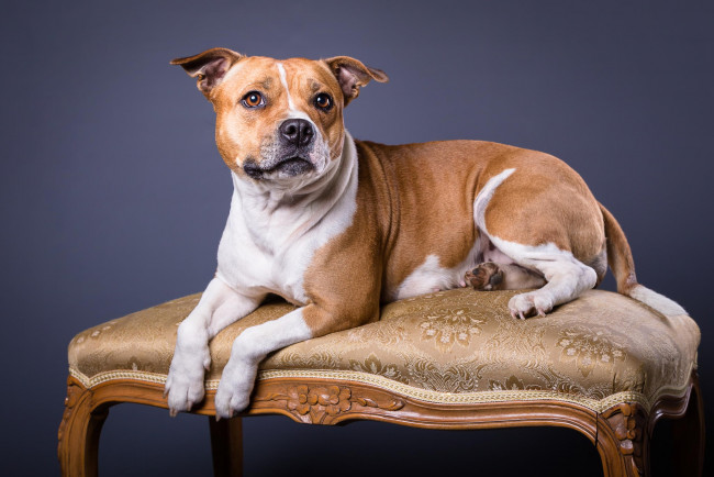 Обои картинки фото животные, собаки, взгляд