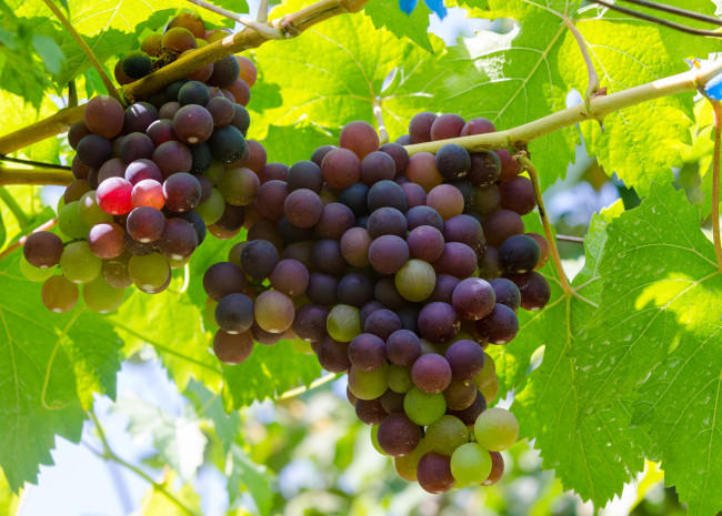 Обои картинки фото природа, Ягоды,  виноград, ягоды