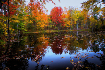 Картинка природа реки озера лес река