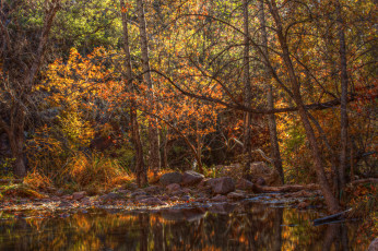 Картинка природа реки озера река лес