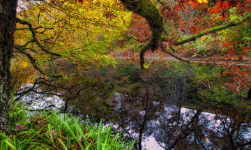 Картинка природа реки озера лес река