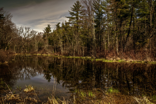 Обои картинки фото природа, реки, озера, река, лес