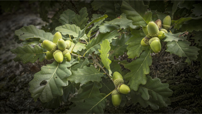 Обои картинки фото природа, шишки,  жёлуди,  каштаны, дуб