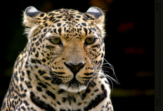 Картинка календари животные взгляд