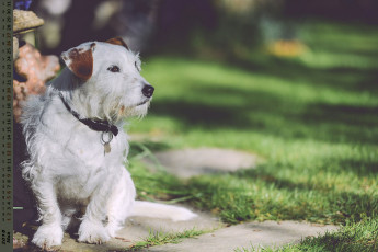 Картинка календари животные взгляд собака