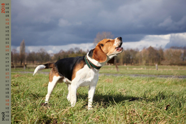 Обои картинки фото календари, животные, лай, собака