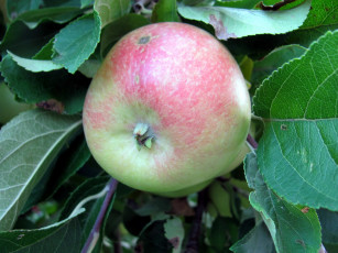 Картинка природа плоды яблоко