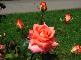 Картинка цветы розы бутоны макро