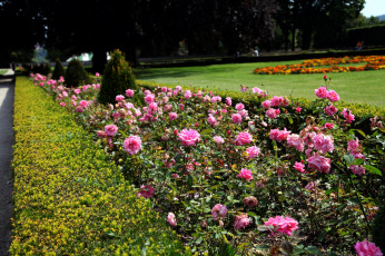 Картинка природа парк клумбы