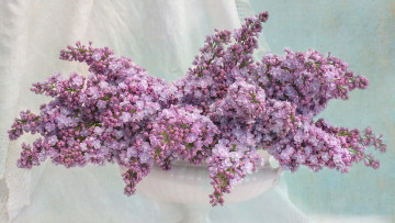 Картинка цветы сирень махровая букет