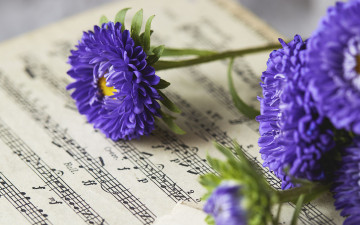 Картинка цветы астры ноты лиловые