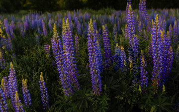 обоя цветы, люпин, луг, синий