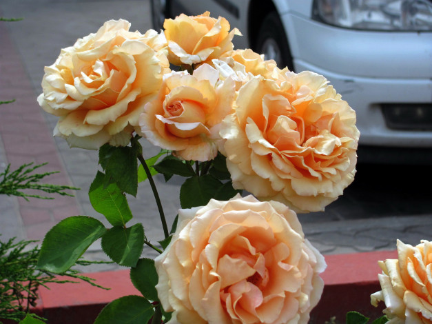 Обои картинки фото цветы, розы, чайные, куст