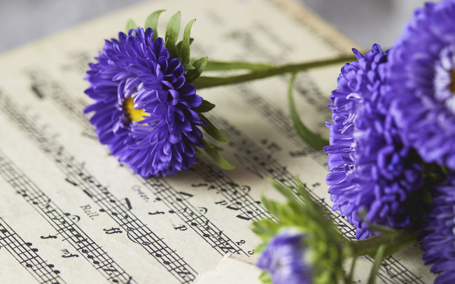 Обои картинки фото цветы, астры, ноты, лиловые