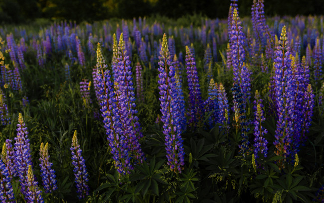 Обои картинки фото цветы, люпин, луг, синий