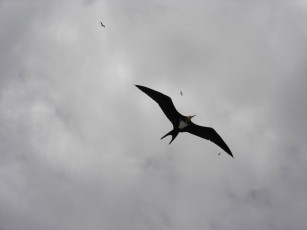 обоя птичка, животные, птицы