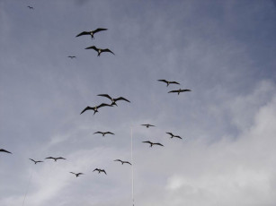 Картинка птички животные Чайки бакланы крачки