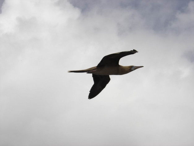 Обои картинки фото птичка, животные, олуши