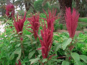 Картинка цветы амаранты