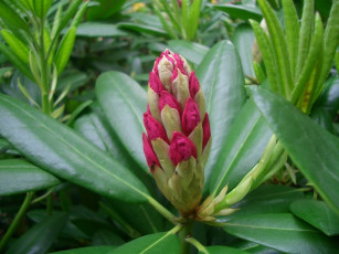 Картинка цветы цветущие деревья кустарники