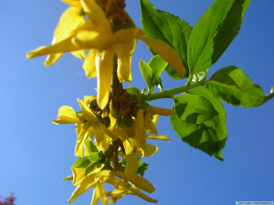 Картинка цветы цветущие деревья кустарники