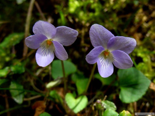 Картинка цветы фиалки