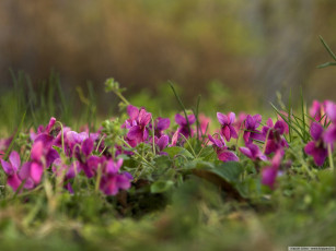 Картинка цветы фиалки