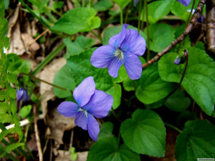 Картинка цветы фиалки