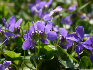 Картинка цветы фиалки