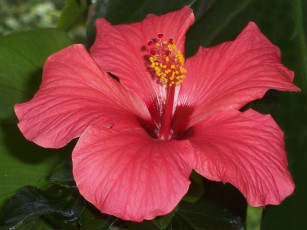 Картинка цветы гибискусы