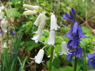 Картинка цветы колокольчики