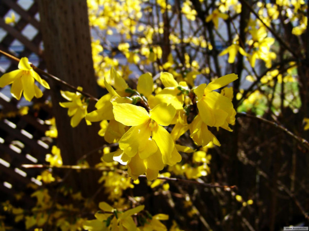 Обои картинки фото цветы, цветущие, деревья, кустарники