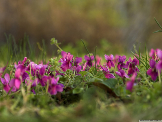 Обои картинки фото цветы, фиалки