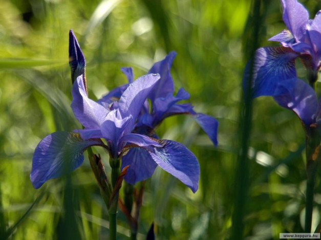 Обои картинки фото цветы, ирисы