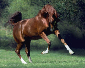 Картинка животные лошади